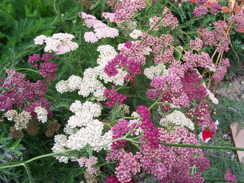 10 Summer Flowers to Make Your Garden Pop With Color