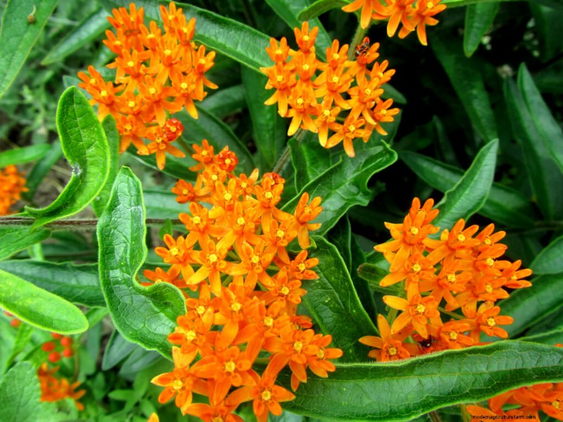 10 Summer Flowers to Make Your Garden Pop With Color