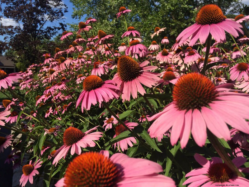10 Summer Flowers to Make Your Garden Pop With Color