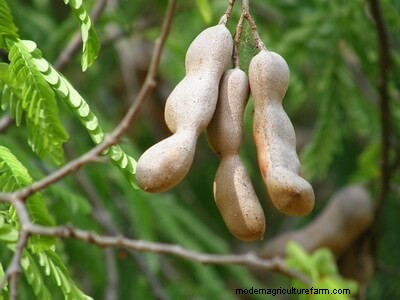 4 Powerful Anti-Inflammatory Plants