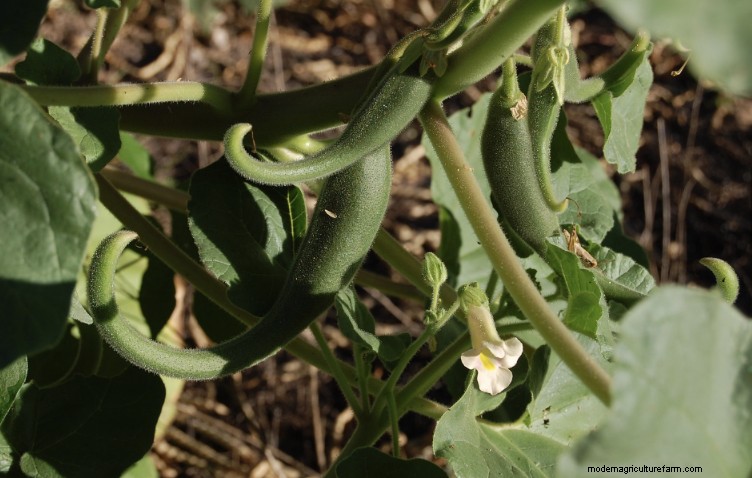 4 Powerful Anti-Inflammatory Plants