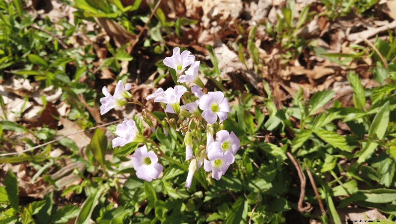 Foraging for Edible Flowers
