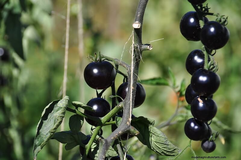 Homestead Stories: Black Produce