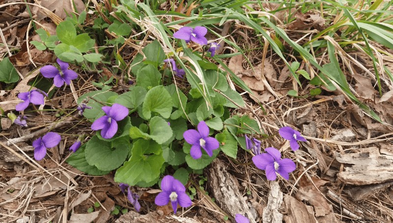 Foraging for Edible Flowers