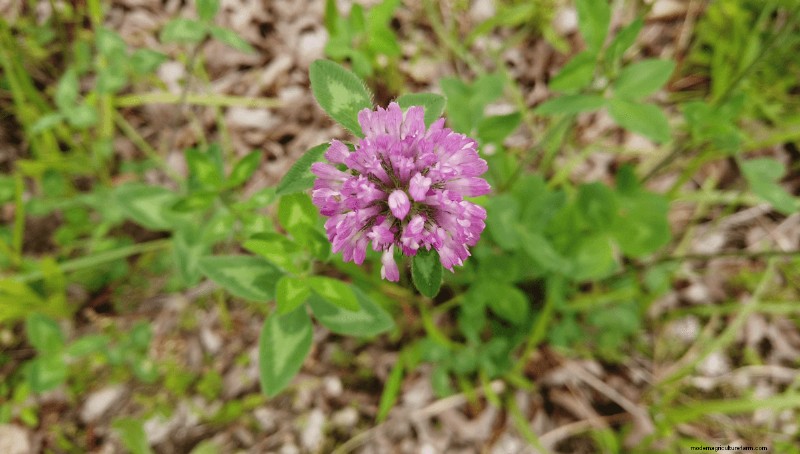 Foraging for Edible Flowers