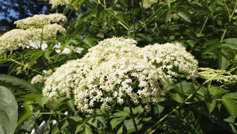 Foraging for Edible Flowers