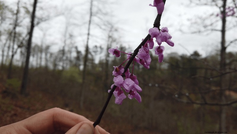 Foraging for Edible Flowers