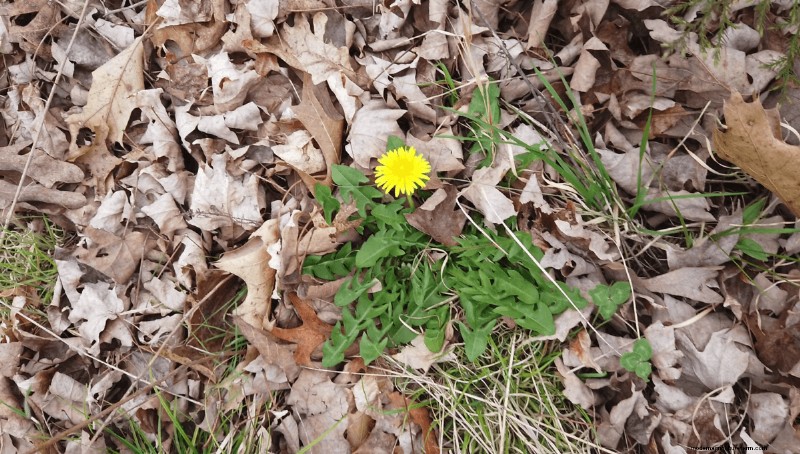 Foraging for Edible Flowers