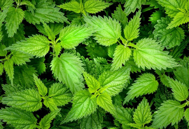 Stinging Nettle: A Medicinal Herb