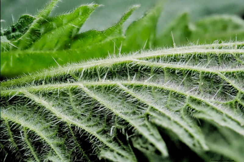 Stinging Nettle: A Medicinal Herb