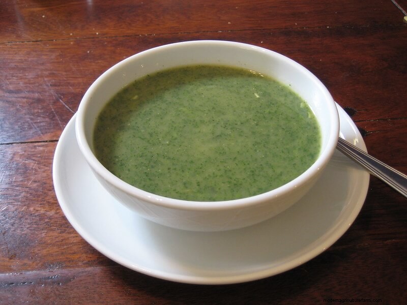 Stinging Nettle: A Medicinal Herb