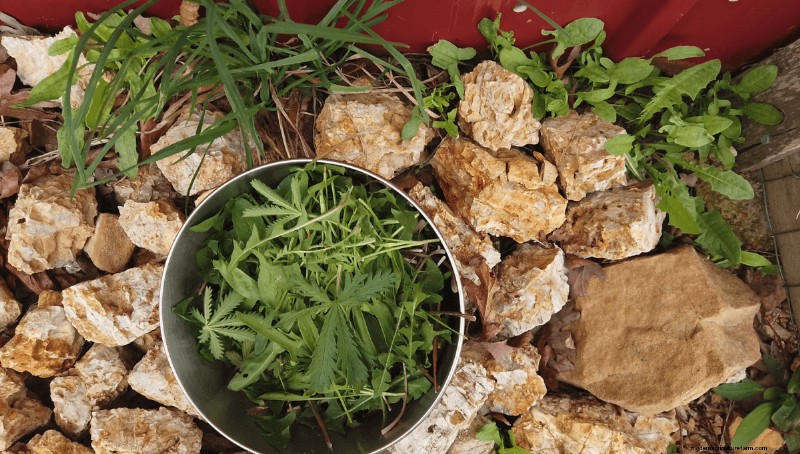 Different Ways to Cook Wild Greens