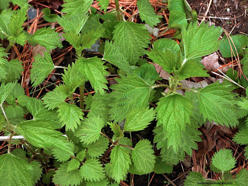 Stinging Nettle: A Medicinal Herb