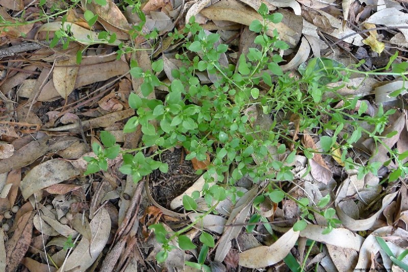 Winter Foraging: 20+ Edible Greens, Nuts, Seeds, and Fruits to Forage For in Cold Weather