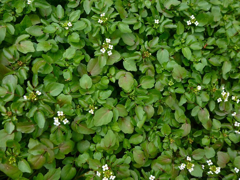 Winter Foraging: 20+ Edible Greens, Nuts, Seeds, and Fruits to Forage For in Cold Weather