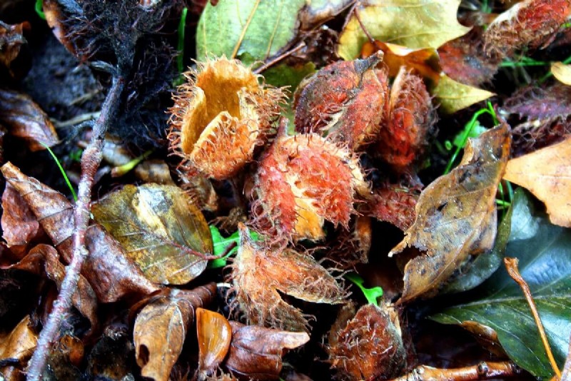 Winter Foraging: 20+ Edible Greens, Nuts, Seeds, and Fruits to Forage For in Cold Weather