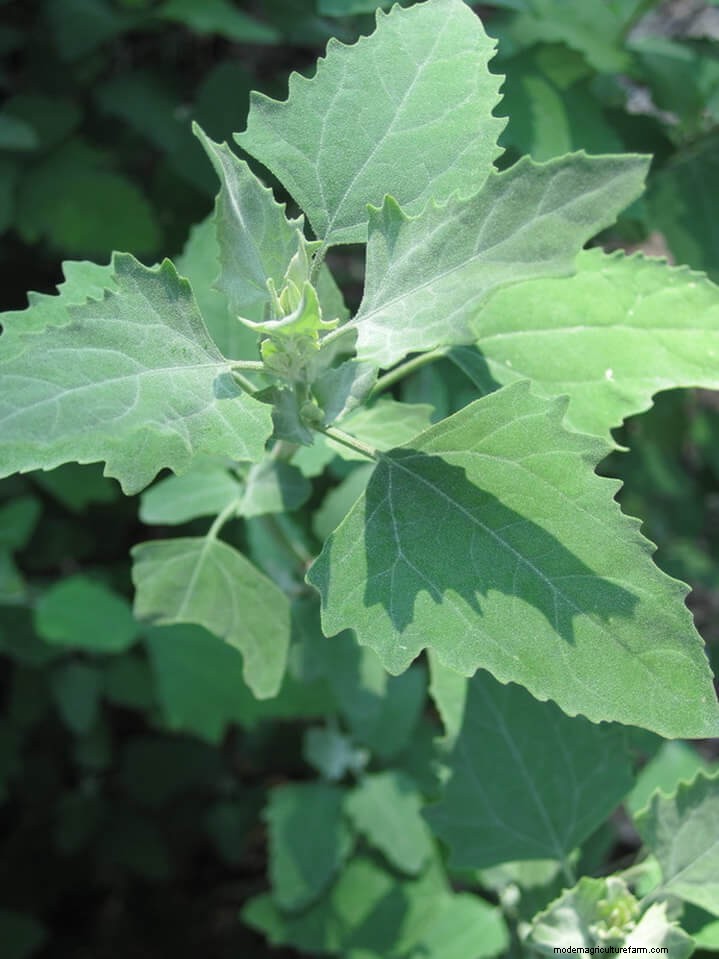Winter Foraging: 20+ Edible Greens, Nuts, Seeds, and Fruits to Forage For in Cold Weather
