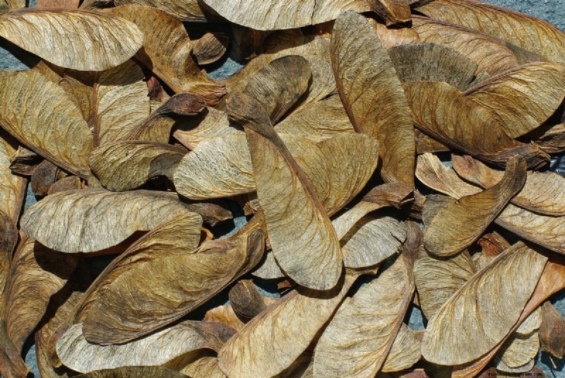 Winter Foraging: 20+ Edible Greens, Nuts, Seeds, and Fruits to Forage For in Cold Weather