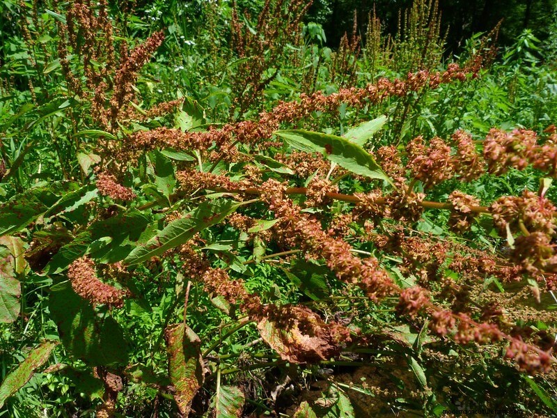 Winter Foraging: 20+ Edible Greens, Nuts, Seeds, and Fruits to Forage For in Cold Weather