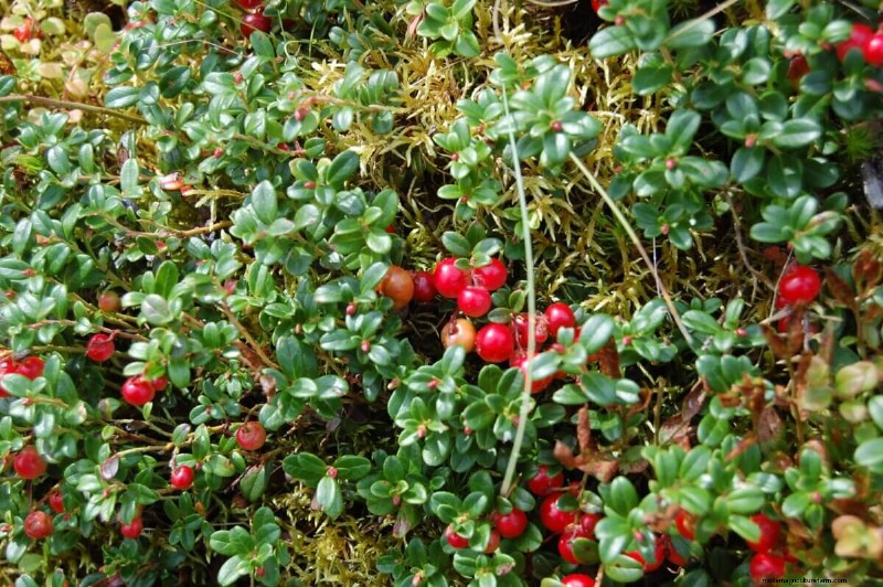 Winter Foraging: 20+ Edible Greens, Nuts, Seeds, and Fruits to Forage For in Cold Weather