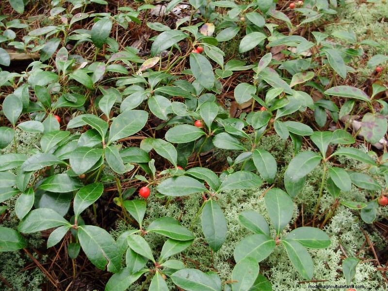 Winter Foraging: 20+ Edible Greens, Nuts, Seeds, and Fruits to Forage For in Cold Weather