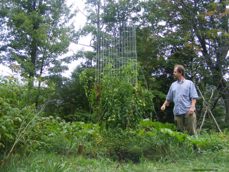 Companion Plants For Tomatoes