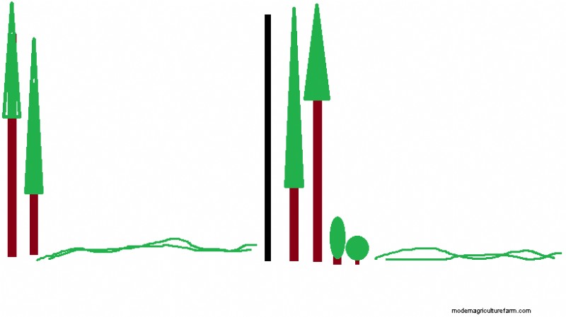 How to Incorporate a Wildlife Habitat on Your Homestead