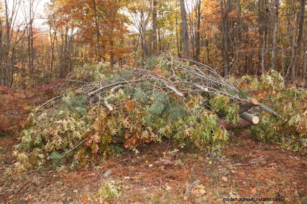 How to Incorporate a Wildlife Habitat on Your Homestead