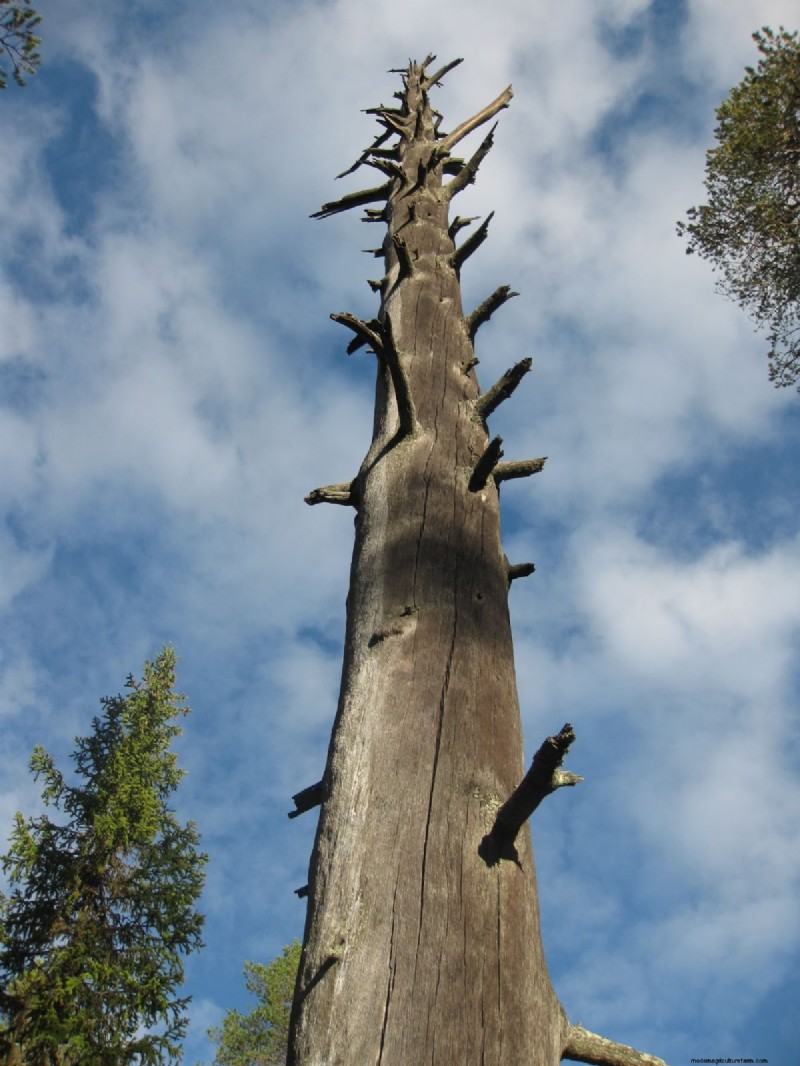 How to Incorporate a Wildlife Habitat on Your Homestead