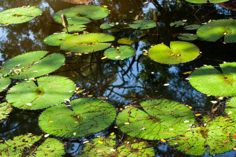 How to Incorporate a Wildlife Habitat on Your Homestead