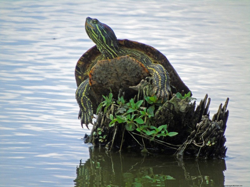 How to Incorporate a Wildlife Habitat on Your Homestead