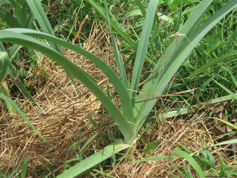 6 Different Ways To Use Thinnings and Scraps