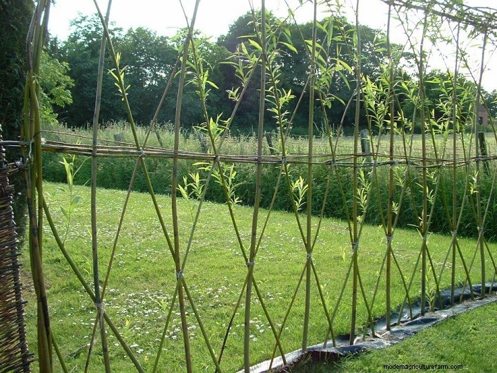 Living Willow Hedges
