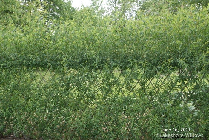 Living Willow Hedges