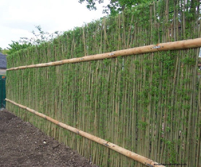 Living Willow Hedges