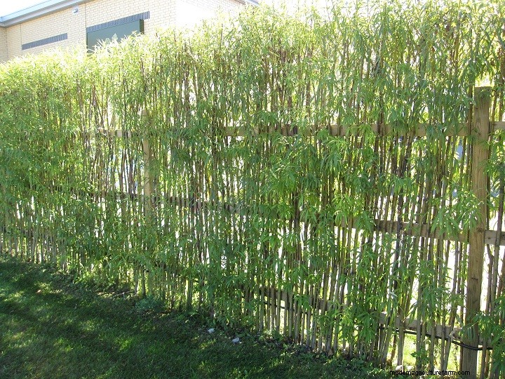 Living Willow Hedges