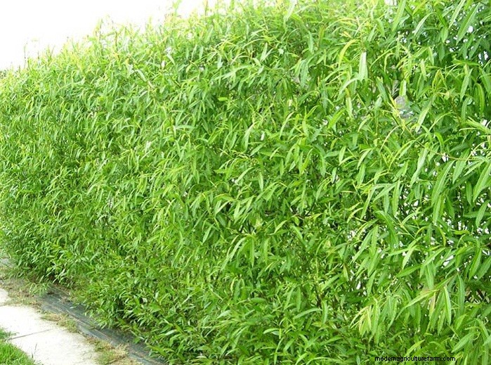 Living Willow Hedges