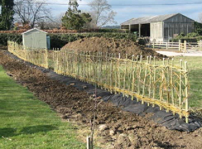 Living Willow Hedges