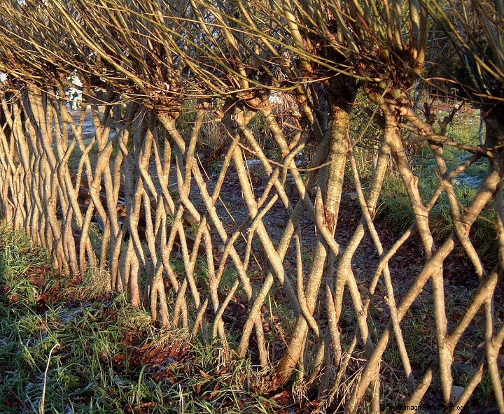 Living Willow Hedges