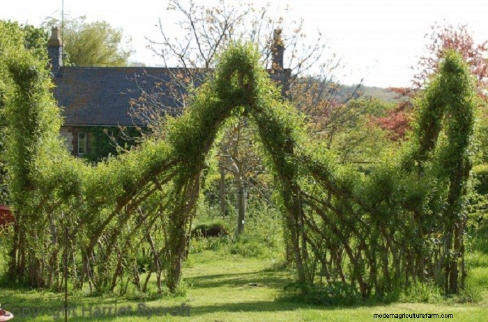 Living Willow Hedges