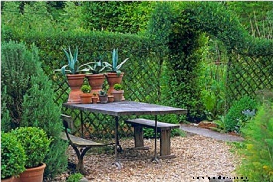 Living Willow Hedges