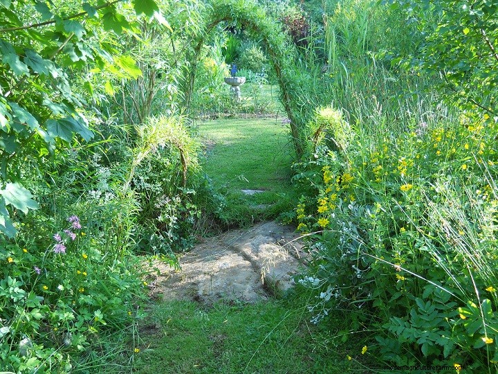Living Willow Hedges