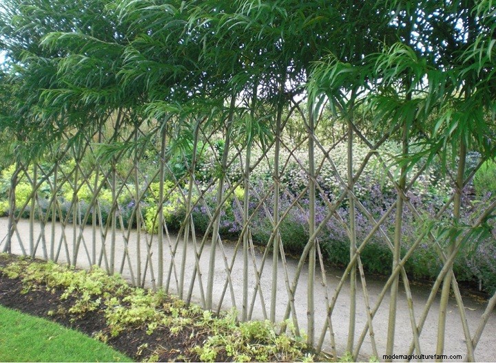 Living Willow Hedges