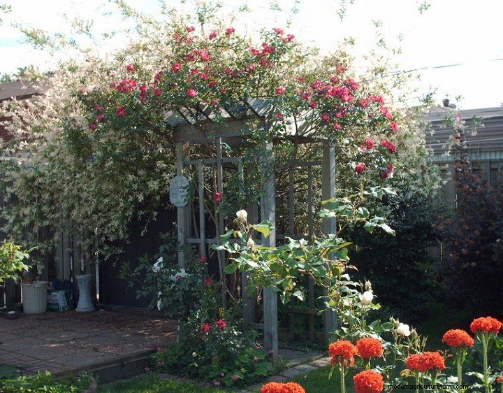 Living Willow Hedges