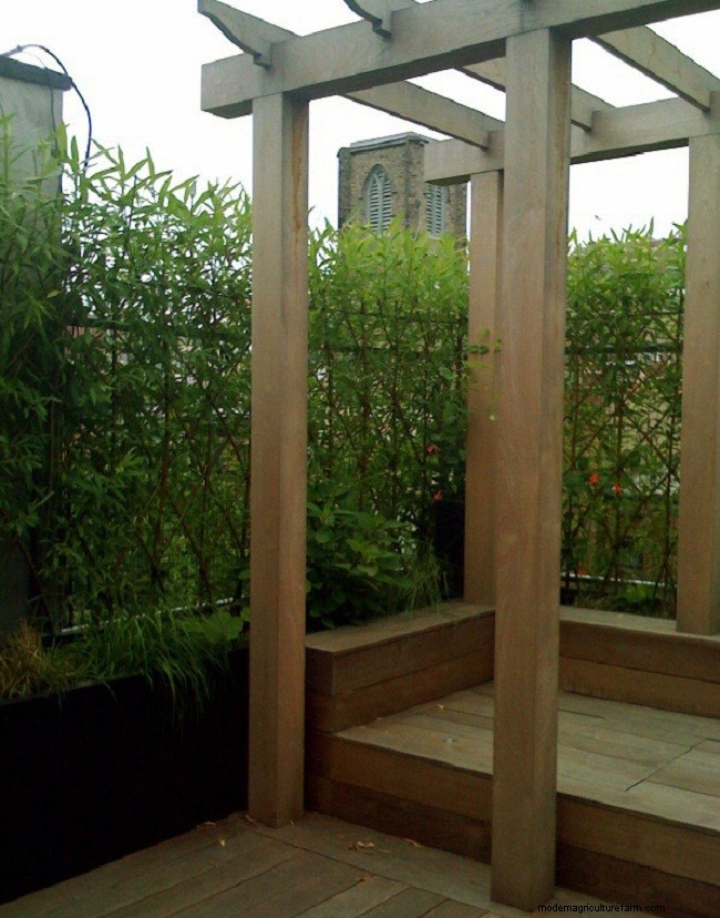 Living Willow Hedges