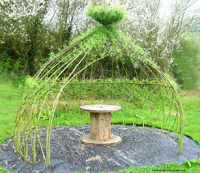 Living Willow Hedges