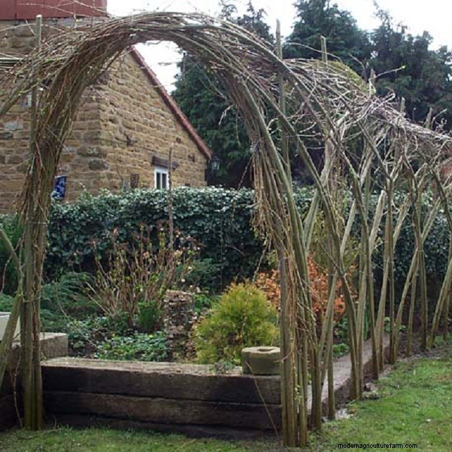 Living Willow Hedges