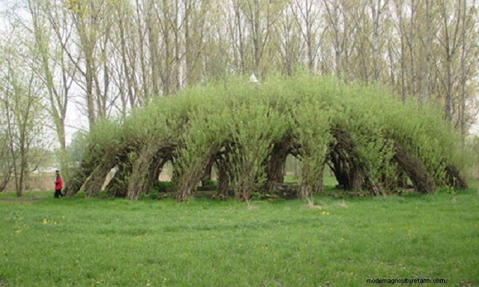 Living Willow Hedges