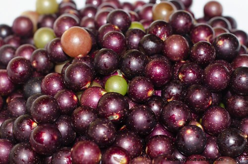How To Make Muscadine Wine