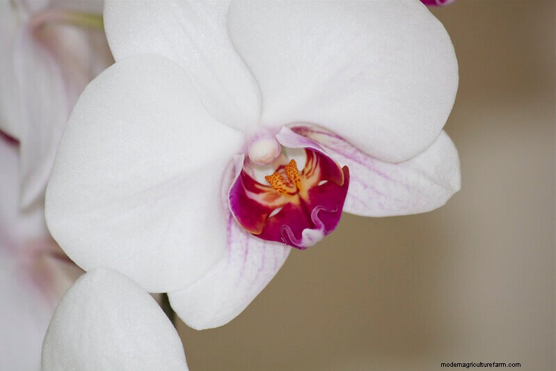 Homestead Stories: Orchids That Look Like Birds